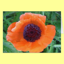 Red Poppy cards