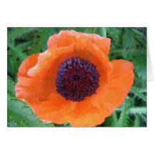 Red Poppy Greeting Card