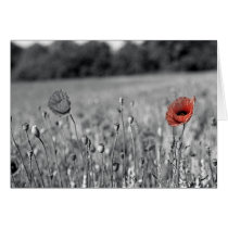 red poppy in a black and white field card