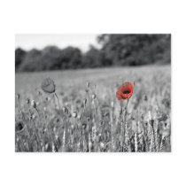 red poppy in a black and white field post card