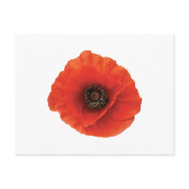 Red Poppy