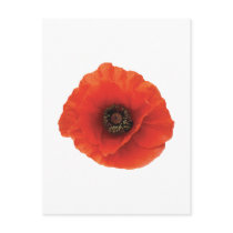 Red Poppy
