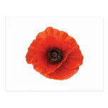 Red Poppy Postcards