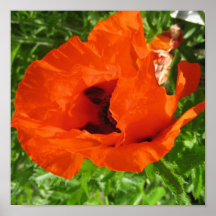 red poppy print