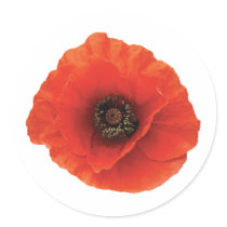 Red Poppy