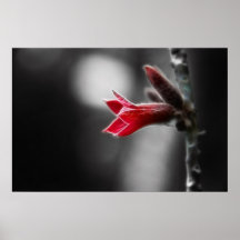 red posters