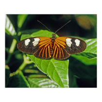 Red Postman Butterfly posters