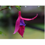 Red Purple Flower On Tree Photo Cut Outs