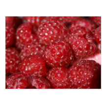 Red Raspberries close up photograph Postcard