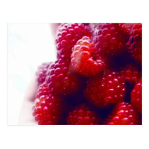 Red Raspberries Photo Postcards