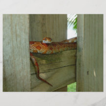 red rat snake in fence head up personalized flyer