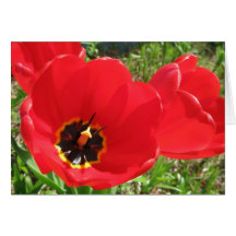 Red Red Red Tulips Cards