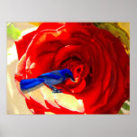 Red Red Rose and the Blue Blue Bird posters