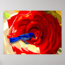Red Red Rose and the Blue Blue Bird