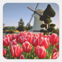 Red Red tulips and windmill flowers Square Stickers