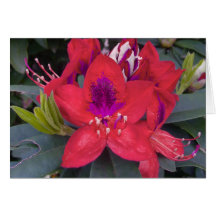 Red Rhododendron Card