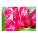 Red Rhododendron Flowers Closeup Business Card Template