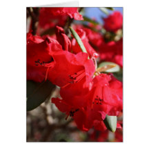Red Rhododendrons at Belsay Hall Card