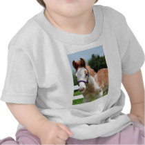 Red Roan Colt Tees