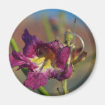 Red Rocks Canyon Joshoa Trees Deserts Magnet