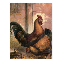 Red Rooster, Brown Hen and Baby Chicks on Straw Post Cards