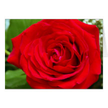 Red Rose 1 Card