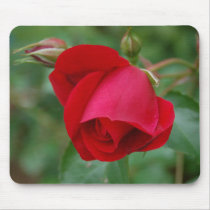 Red Rose 1