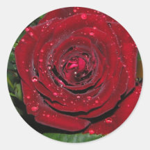 Red Rose #2 Stickers
