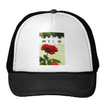 Red Rose at Cemetery Hats