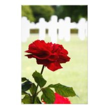 Red Rose at Cemetery Photo Art