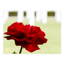 Red Rose at Cemetery Postcards