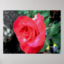Red Rose Blooming Poster
