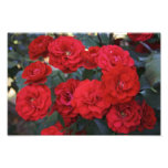 Red Rose Blossoms - flower photography