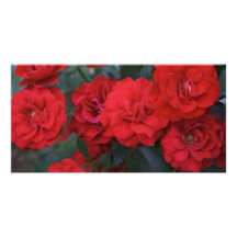 Red Rose Blossoms - flower photography Photo Greeting Card