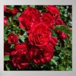 Red Rose Bush Print