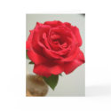 red rose cards
