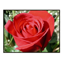 Red Rose Close Postcard