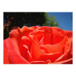 Red Rose Flower Floral Photography art prints photography