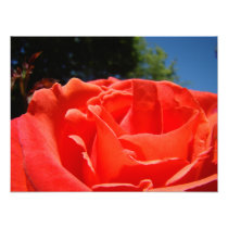 Red Rose Flower Floral Photography art prints