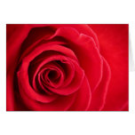 Red rose folded card