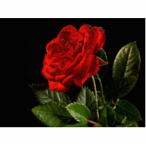 Red Rose From My Balcony Garden Acrylic Cut Outs