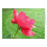 Red Rose, Green Grass Greeting Cards