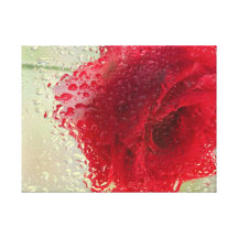 Red Rose in a Light Rain Stretched Canvas Print