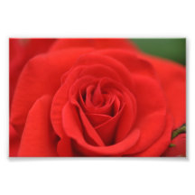 Red Rose Macro Photo Art