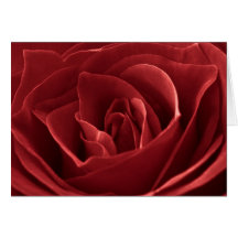 Red Rose Macro Photograph Cards