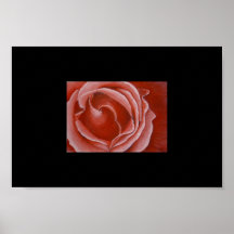 Red Rose Macro Posters