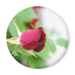 Red Rose Refrigerator Magnets