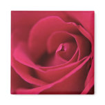Red Rose Magnet