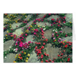Red Rose Moss (Portulaca Grandiflora) flowers Greeting Card