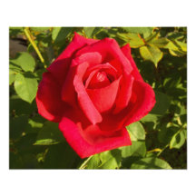 Red Rose Photo